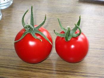 トマト１００７２４－収穫.JPG
